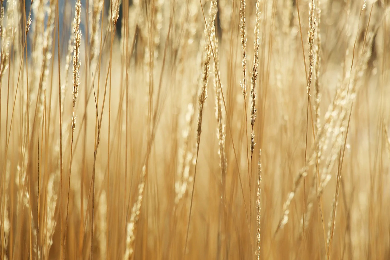 Moveable Farm web platform banner